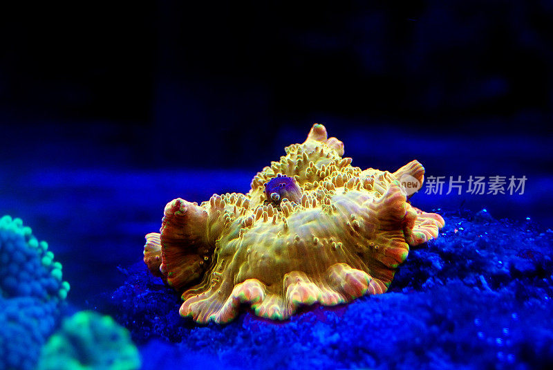 金迪斯科索马蘑菇珊瑚/海葵 - （放线菌属）